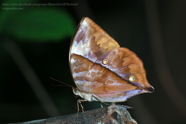 Zeuxidia masoni tannowai