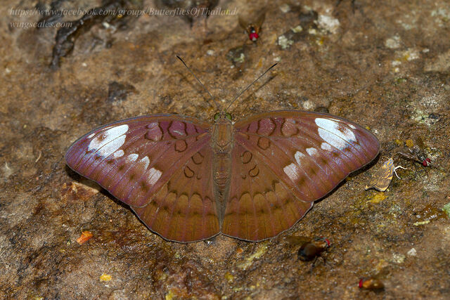 Tanaecia julii julii