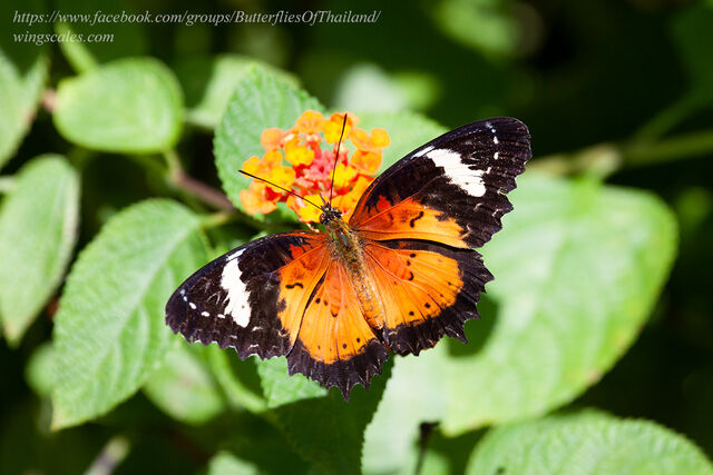 Cethosia methypsea methypsea