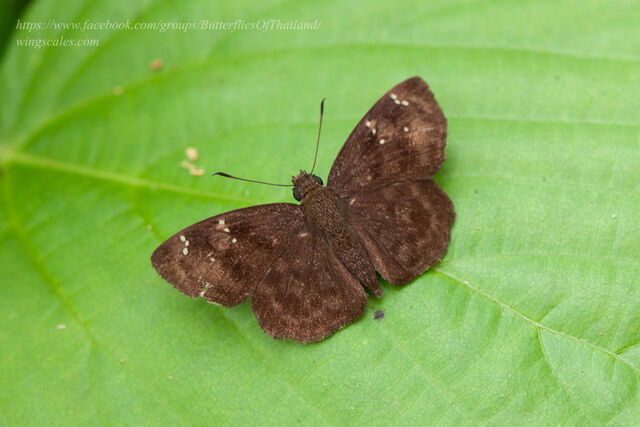 Sarangesa dasahara dasahara