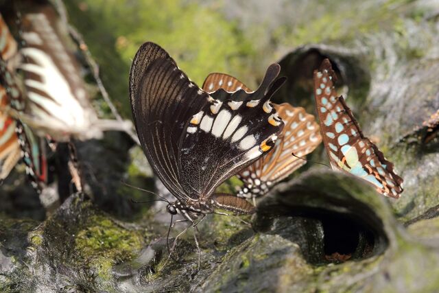 Papilio prexaspes pitmani
