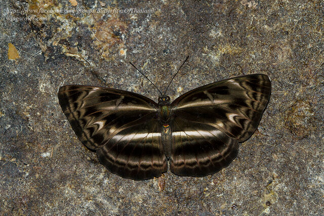 Neptis harita preeyai