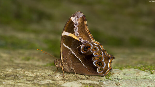 Lethe europa niladana