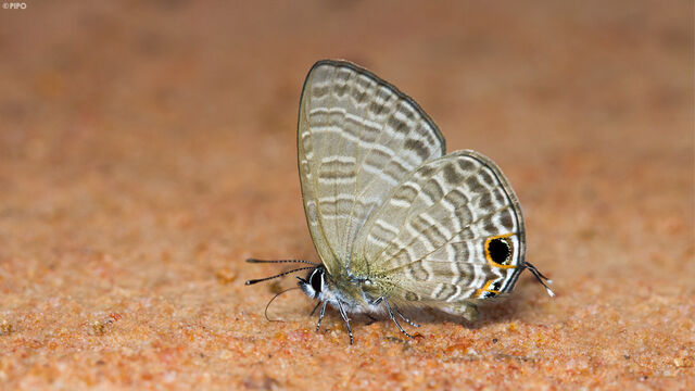 Nacaduba kurava euplea