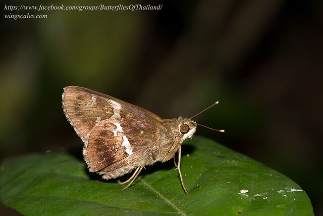 Hyarotis adrastus praba