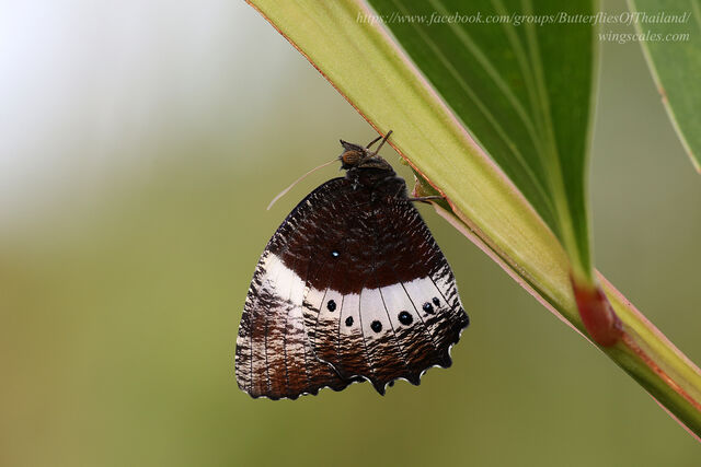 Elymnias dara darina