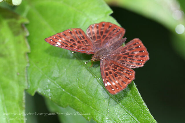 Zemeros flegyas albipunctatus