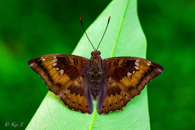 Euthalia aconthea garuda