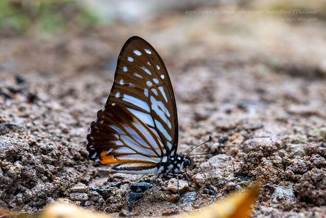 Graphium xenocles kephisos