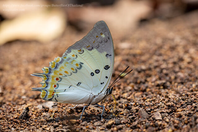 Polyura delphis delphis