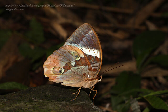 Thauria lathyi siamensis