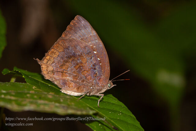 Arhopala centaurus nakula