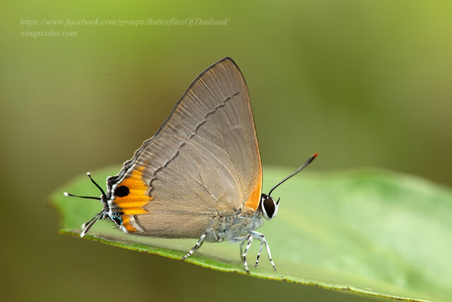 Pratapa icetoides calculis