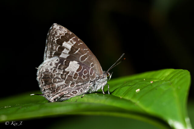 Arhopala birmana birmana