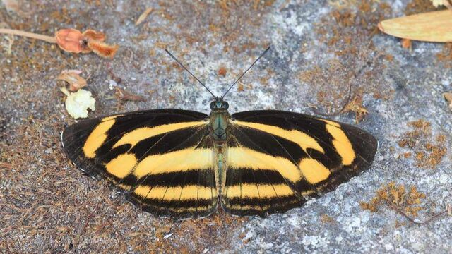 Neptis zaida inayoshii