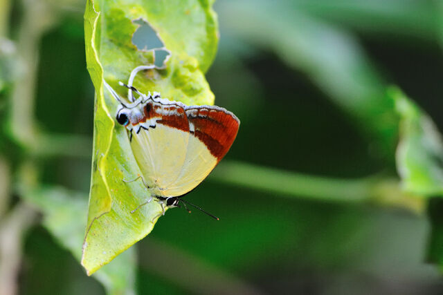 Charana mandarina mandarina