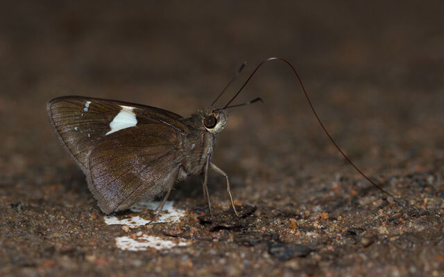 Ancistroides feisthamelii alysos