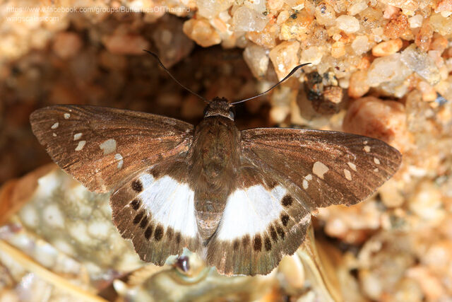 Seseria affinis kirmana