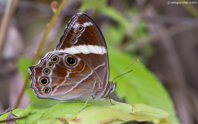 Lethe confusa confusa