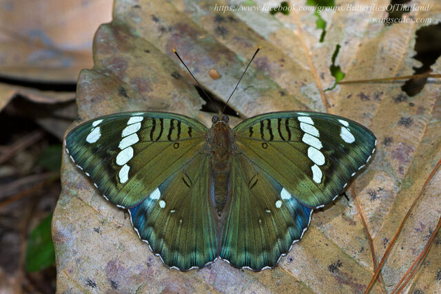 Euthalia narayana narayana