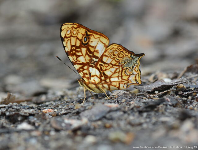 Symbrenthia hypatia chersonesia