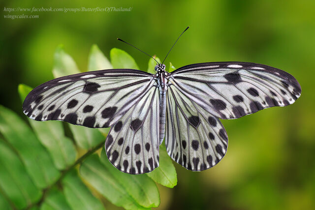 Ideopsis gaura perakana