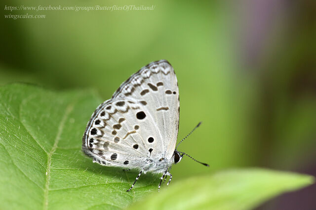 Acytolepis puspa lambi