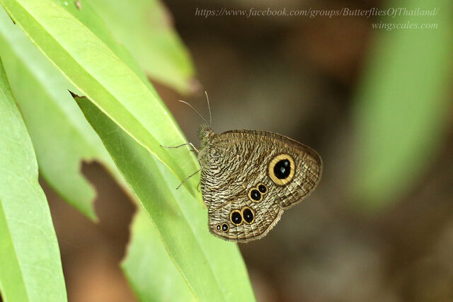 Ypthima baldus baldus