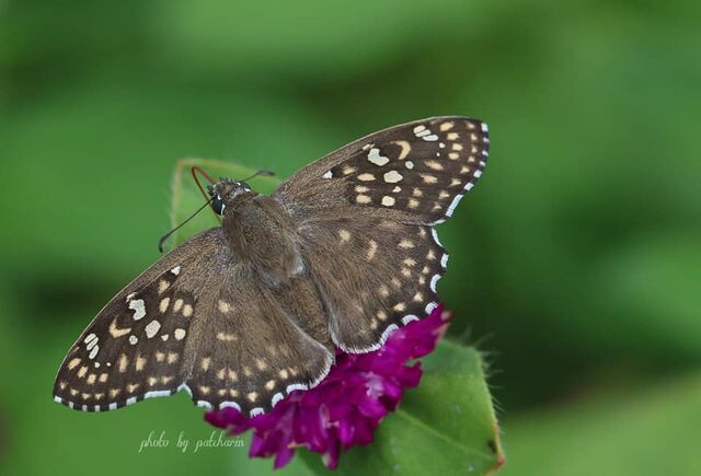 Abaratha alida alida