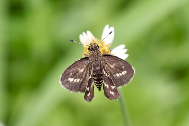 Taractrocera maevius sagara