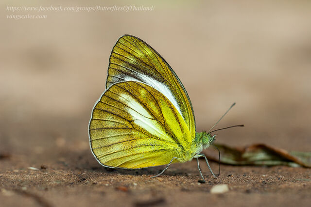 Cepora nadina nadina