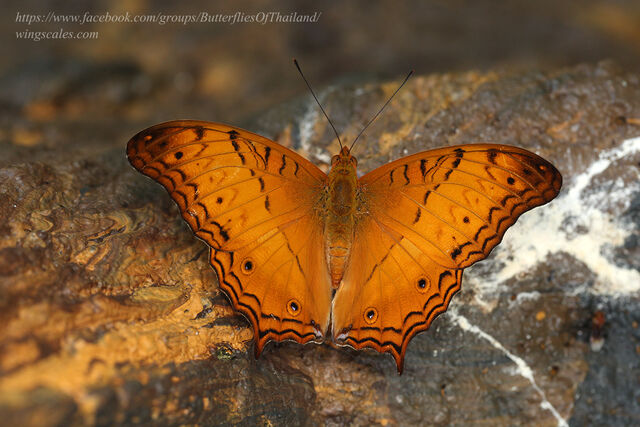 Vindula dejone erotella