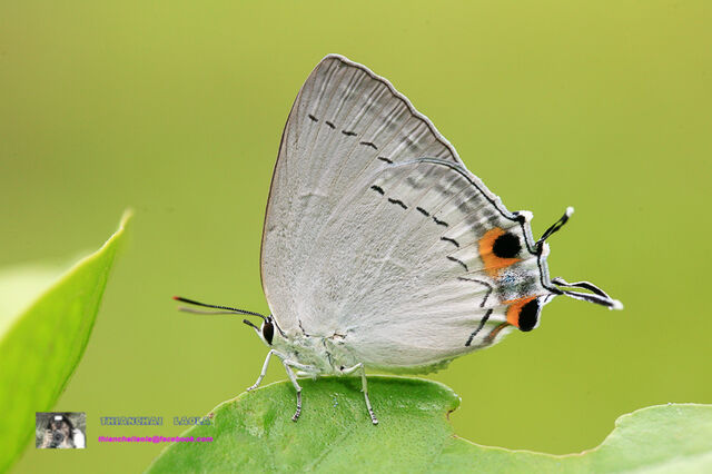 Tajuria cippus cippus