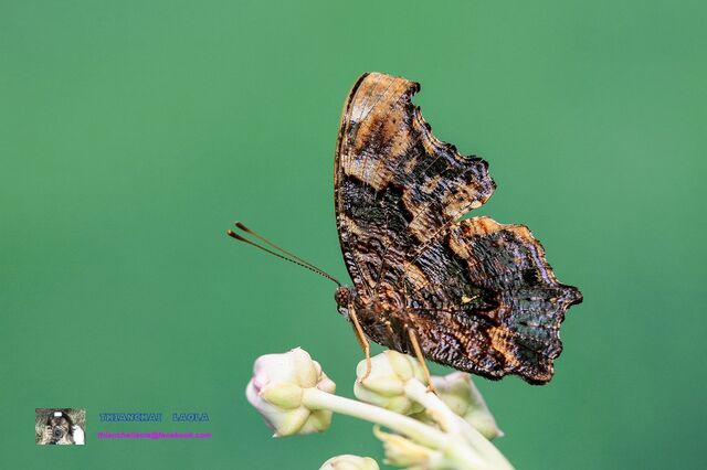 Nymphalis canace canace