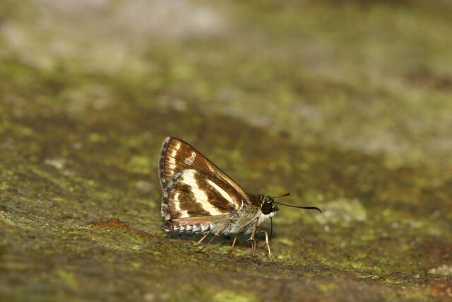 Sebastonyma dolopia dolopia