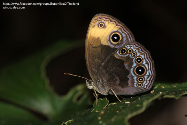Mycalesis maianeas maianeas