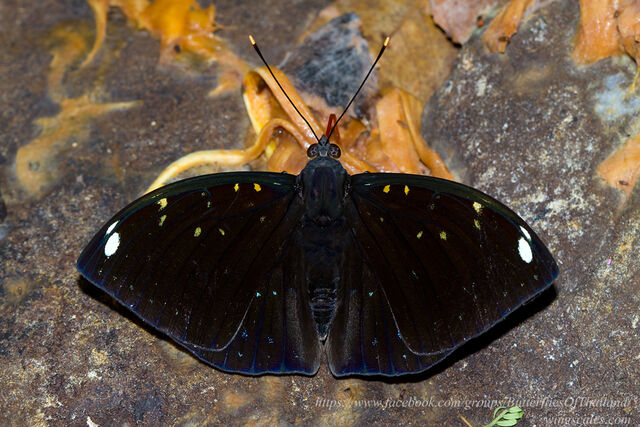 Lexias albopunctata albopunctata