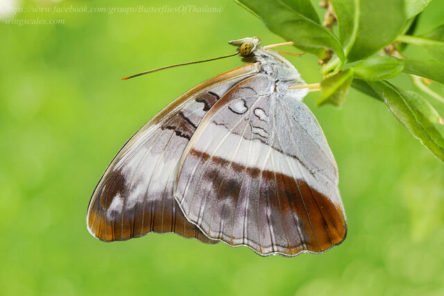 Limenitis dudu secius