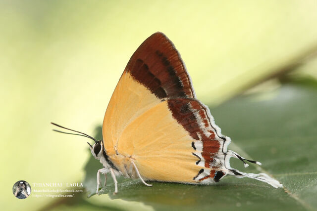 Charana mandarina mandarina