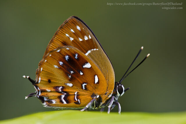 Iraota distanti distanti