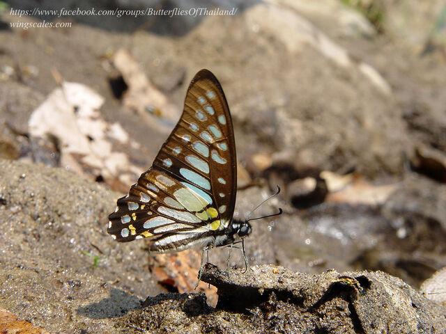 Graphium chironides chironides