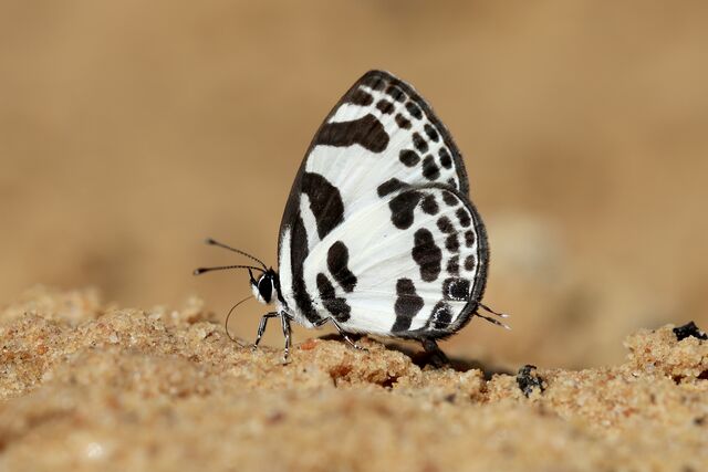 Discolampa ethion ethion