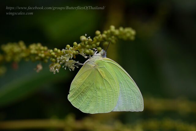 Catopsilia pomona pomona