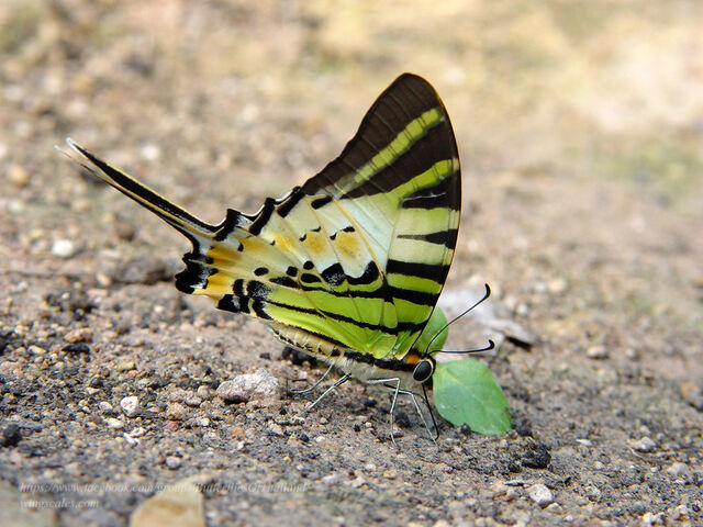 Graphium antiphates nebulosus