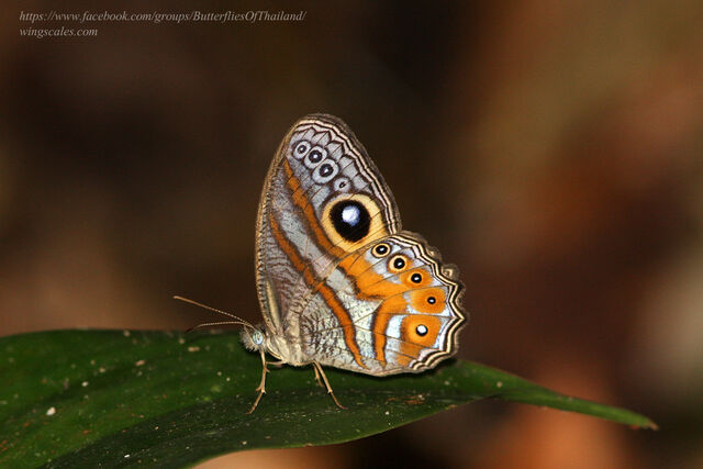 Erites argentina delia