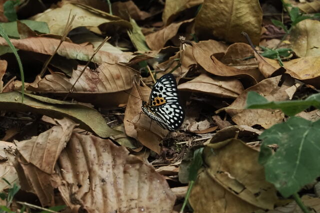 Neurosigma siva nonius