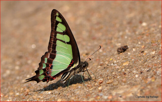 Graphium cloanthus cloanthus