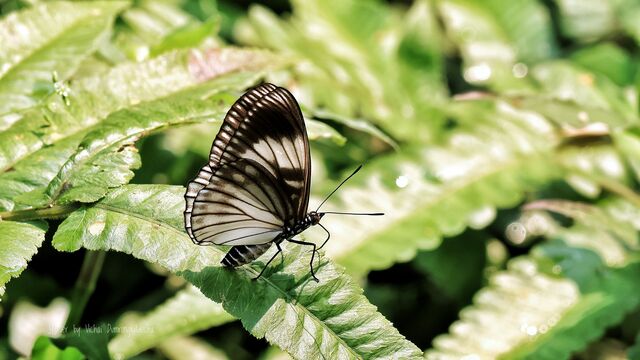 Euripus nyctelius nyctelius