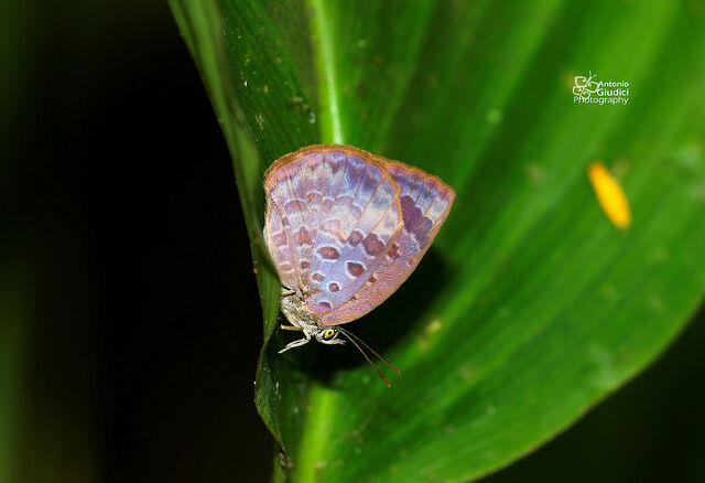 Arhopala epimete duessa