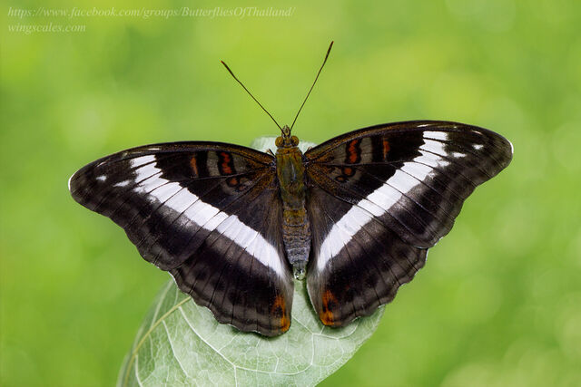 Limenitis dudu secius